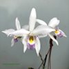 Laelia anceps iliana.